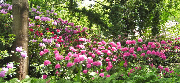 entretien des rhododendrons en mai